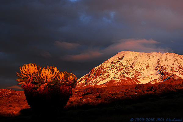 kilimanjaro_1.jpg