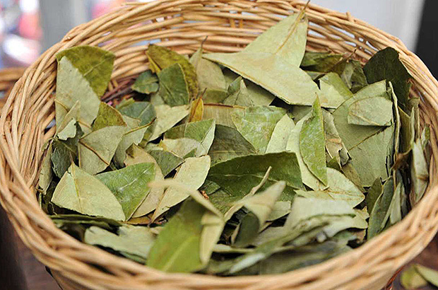 Serving form of coca leaves for making coca mate drink