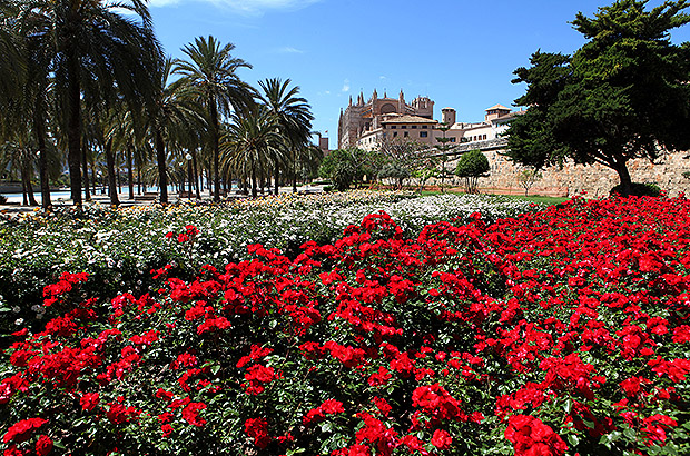 Spring riot of blossoming in the capital of Mallorca island - Palma de Mallorca