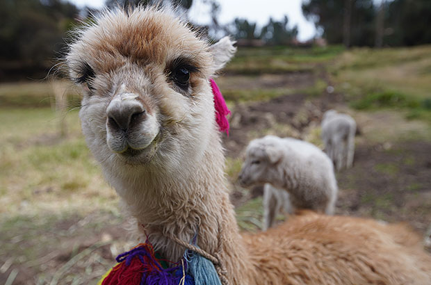 Альпака - невероятно доброе, дружелюбное и улыбчивое животное, символизирующее гостеприимство перуанского высокогорья